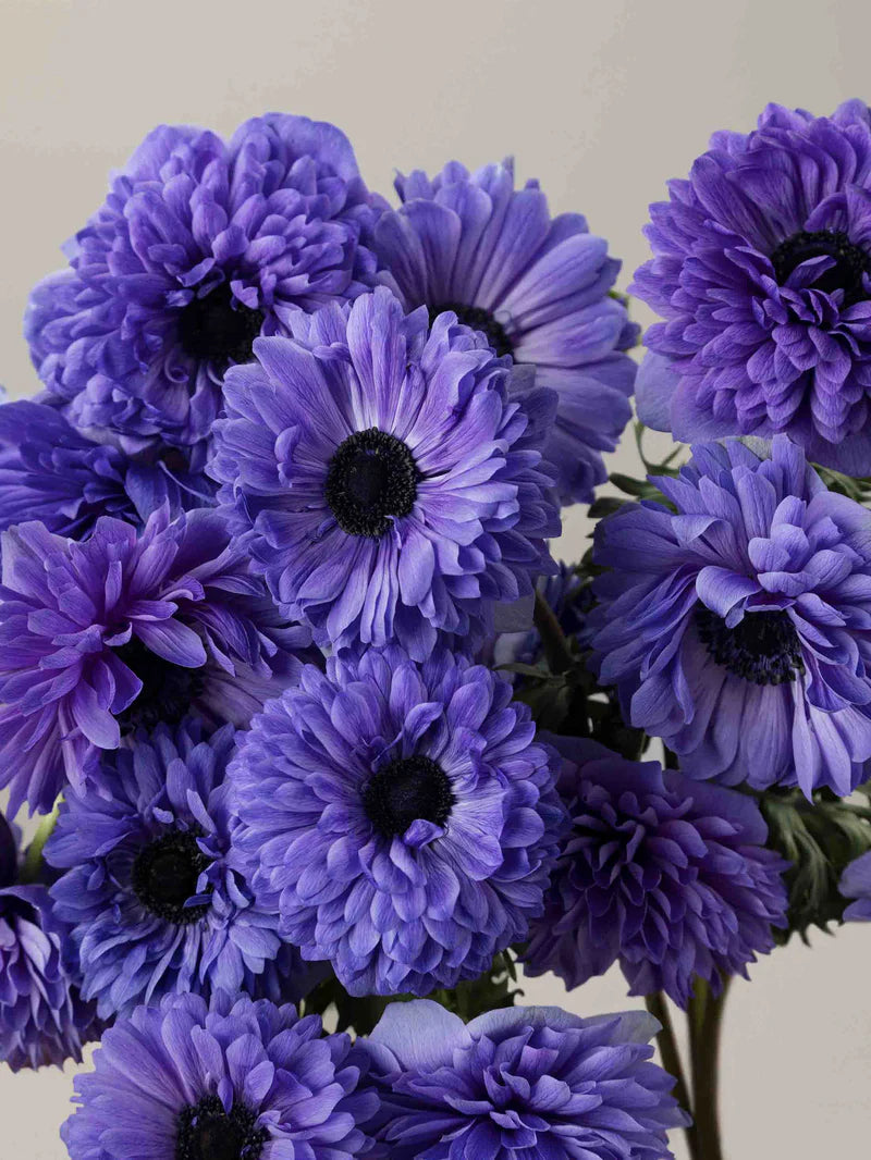 Anemone Fullstar Blue Pack of 20