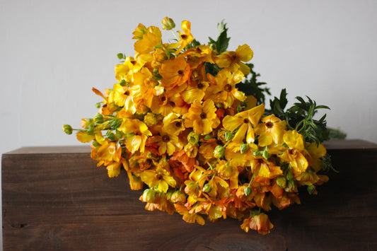 Ranunculus Butterfly Phosphorus - Pack of 5