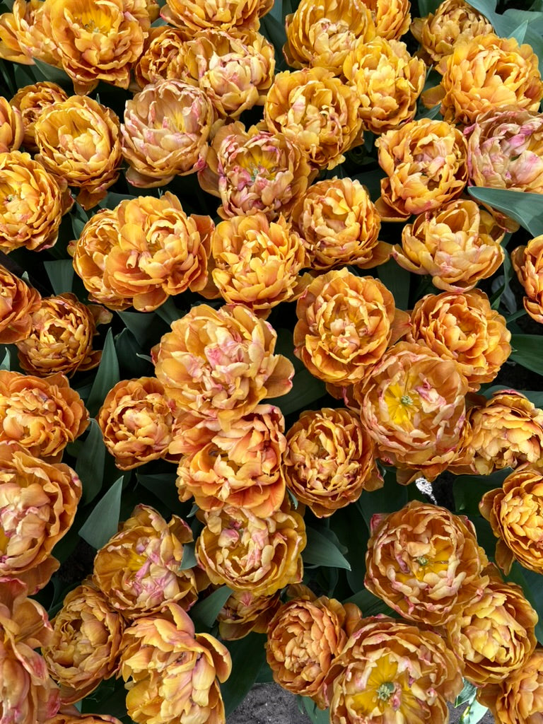 Tulip Brazil - Pack of 20