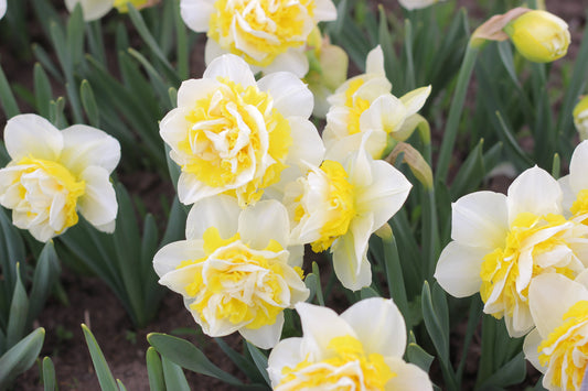 Narcissus Lingerie - Pack of 20