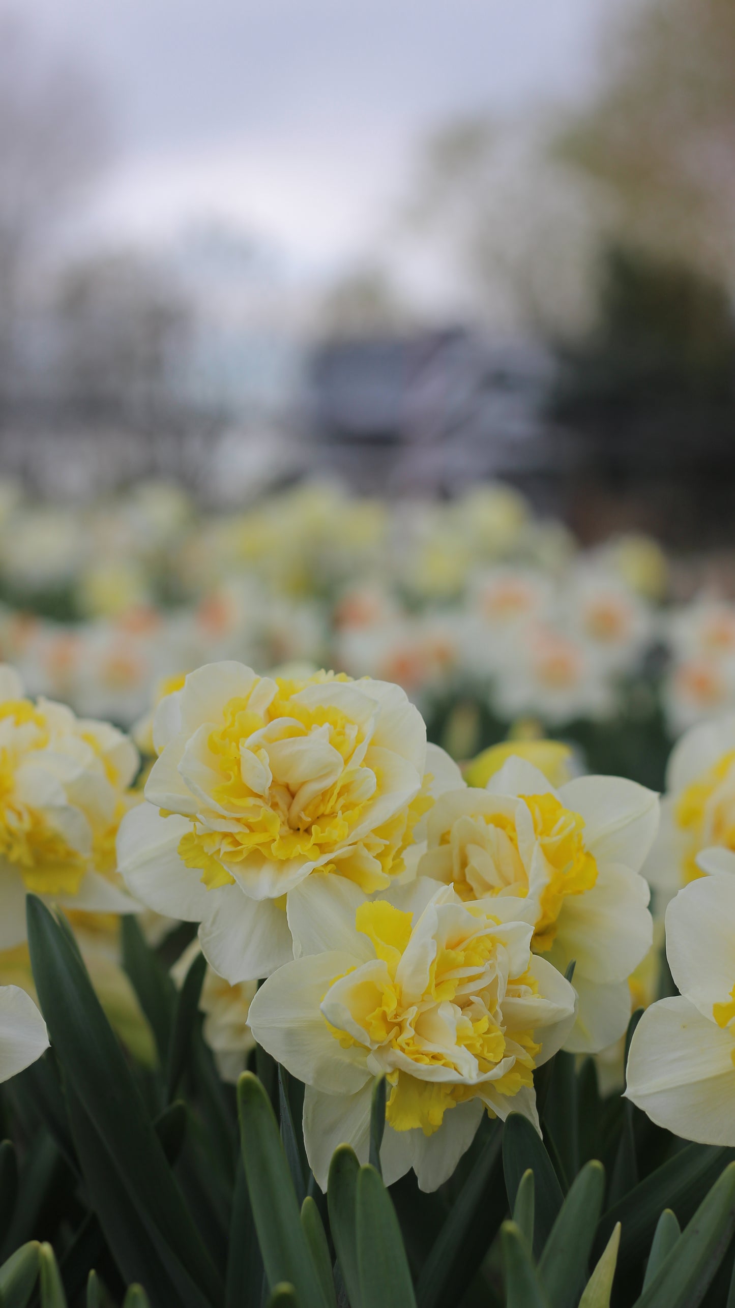 Narcissus Lingerie - Pack of 20