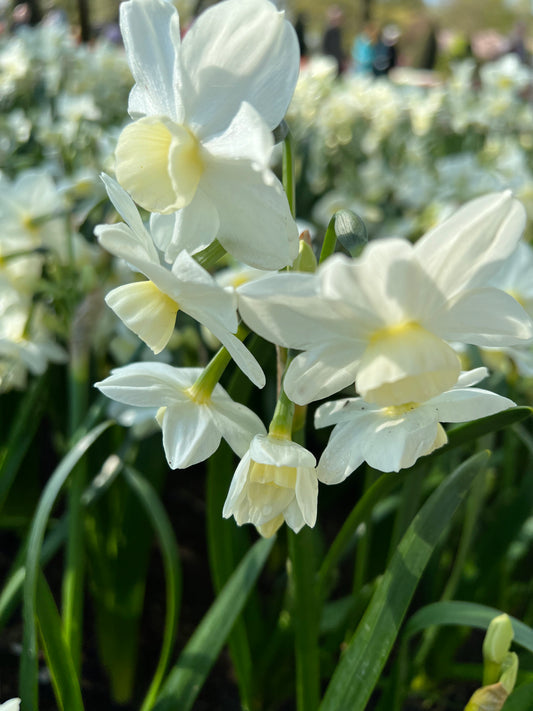 Daffodil Silver Chimes - Pack of 20