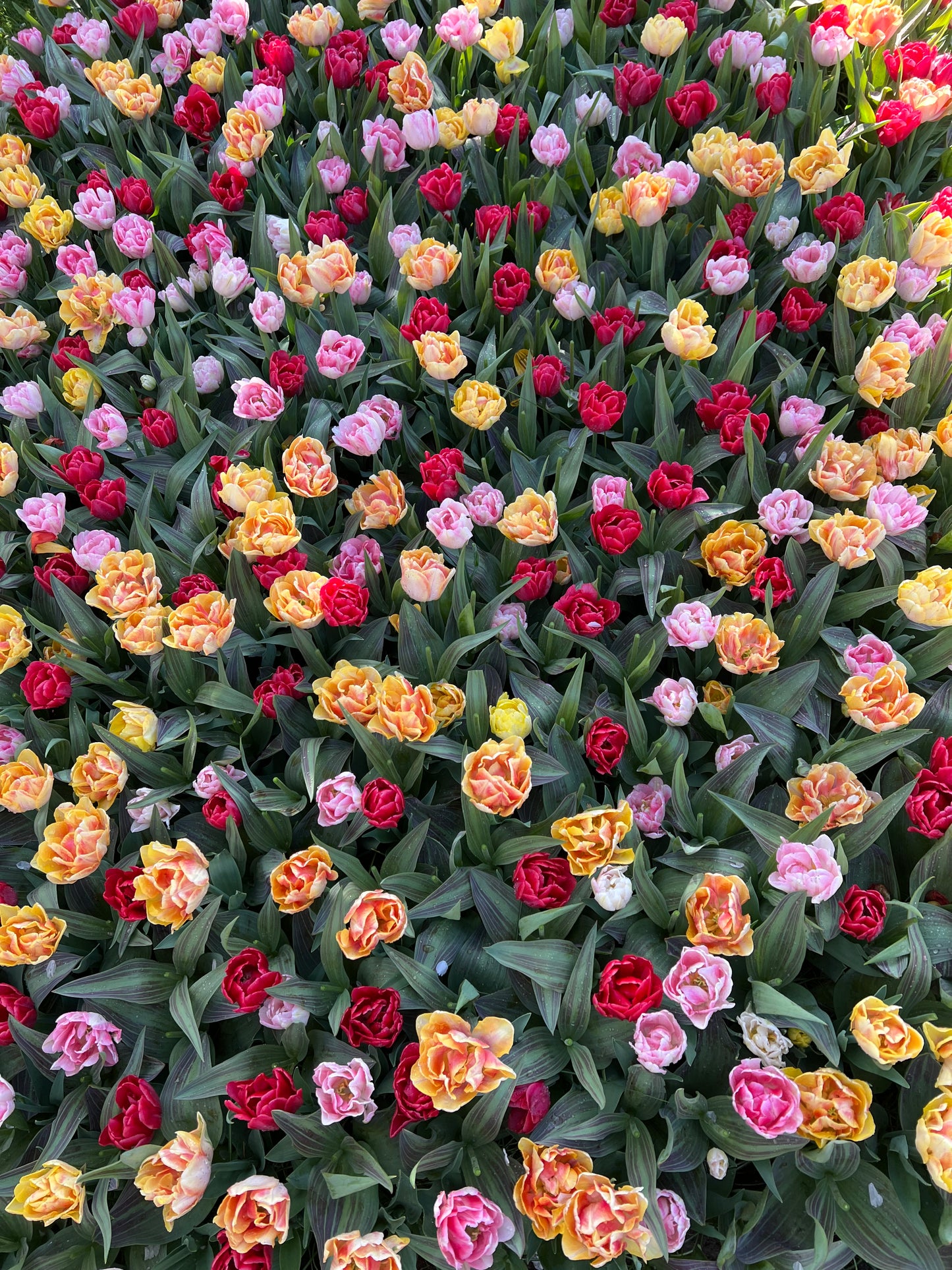 Bundle - Tulip Lover’s 100-Bulb Bundle (5 Labeled Packs × 20)