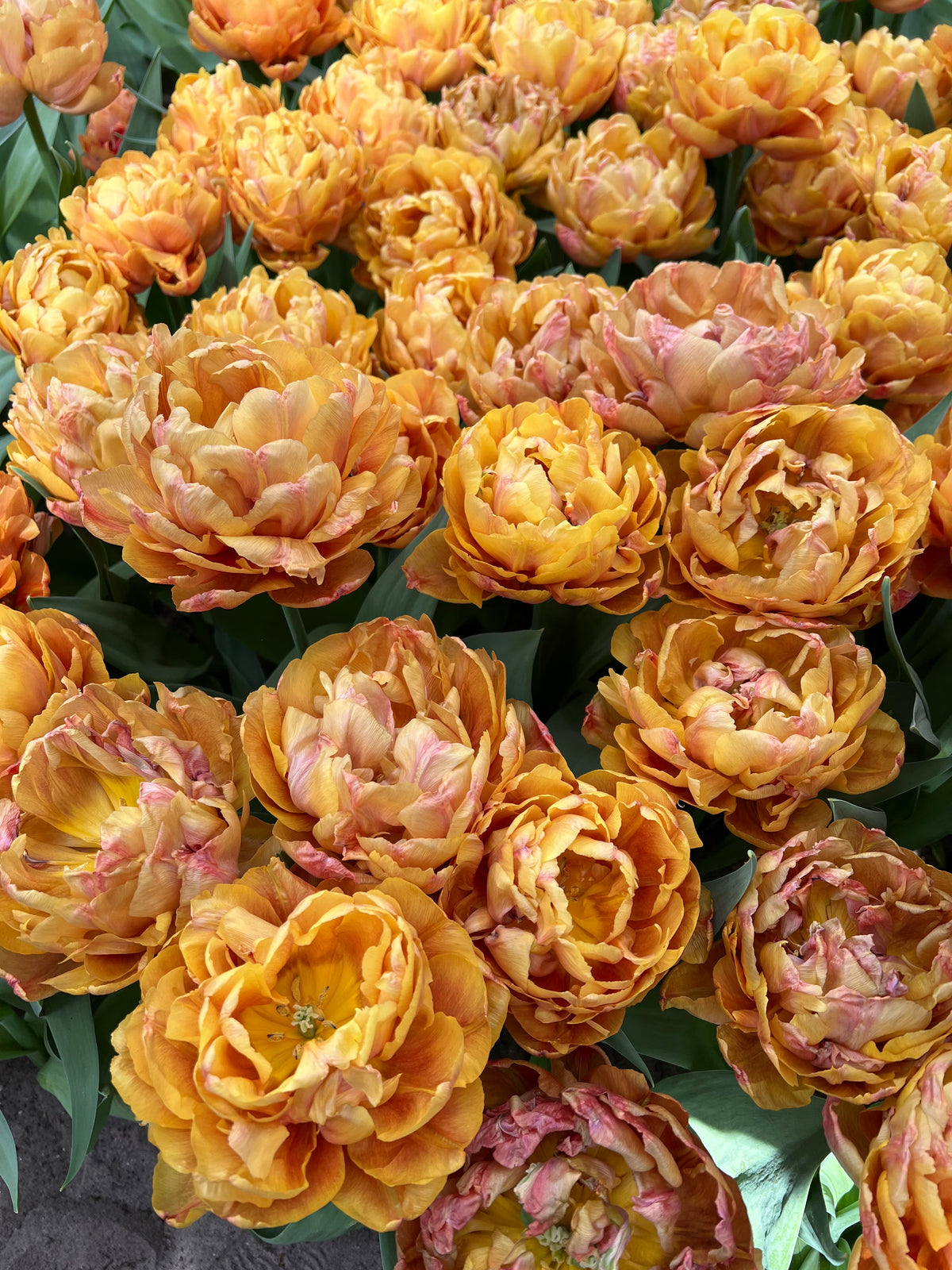 Tulip Brazil - Pack of 20