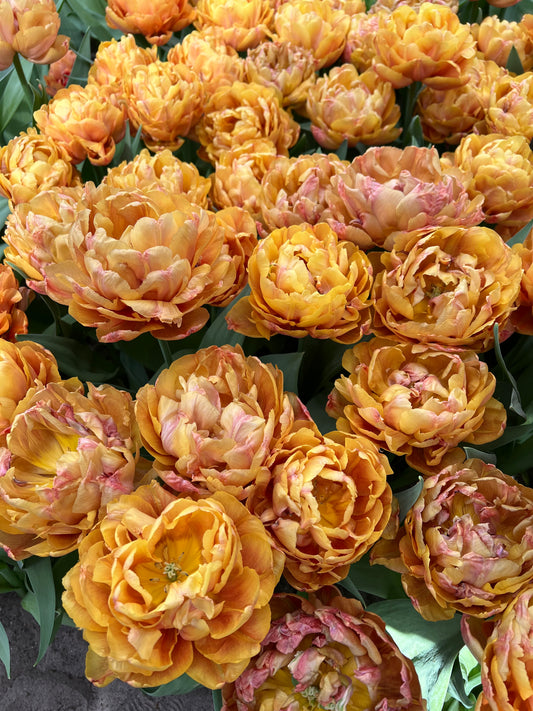Tulip Brazil - Pack of 20