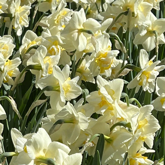 Daffodil White Lion - Pack of 20