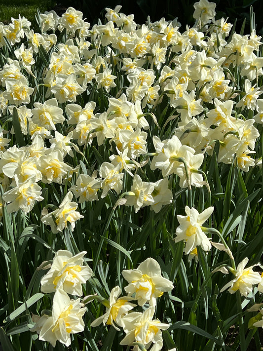 Daffodil White Lion - Pack of 20