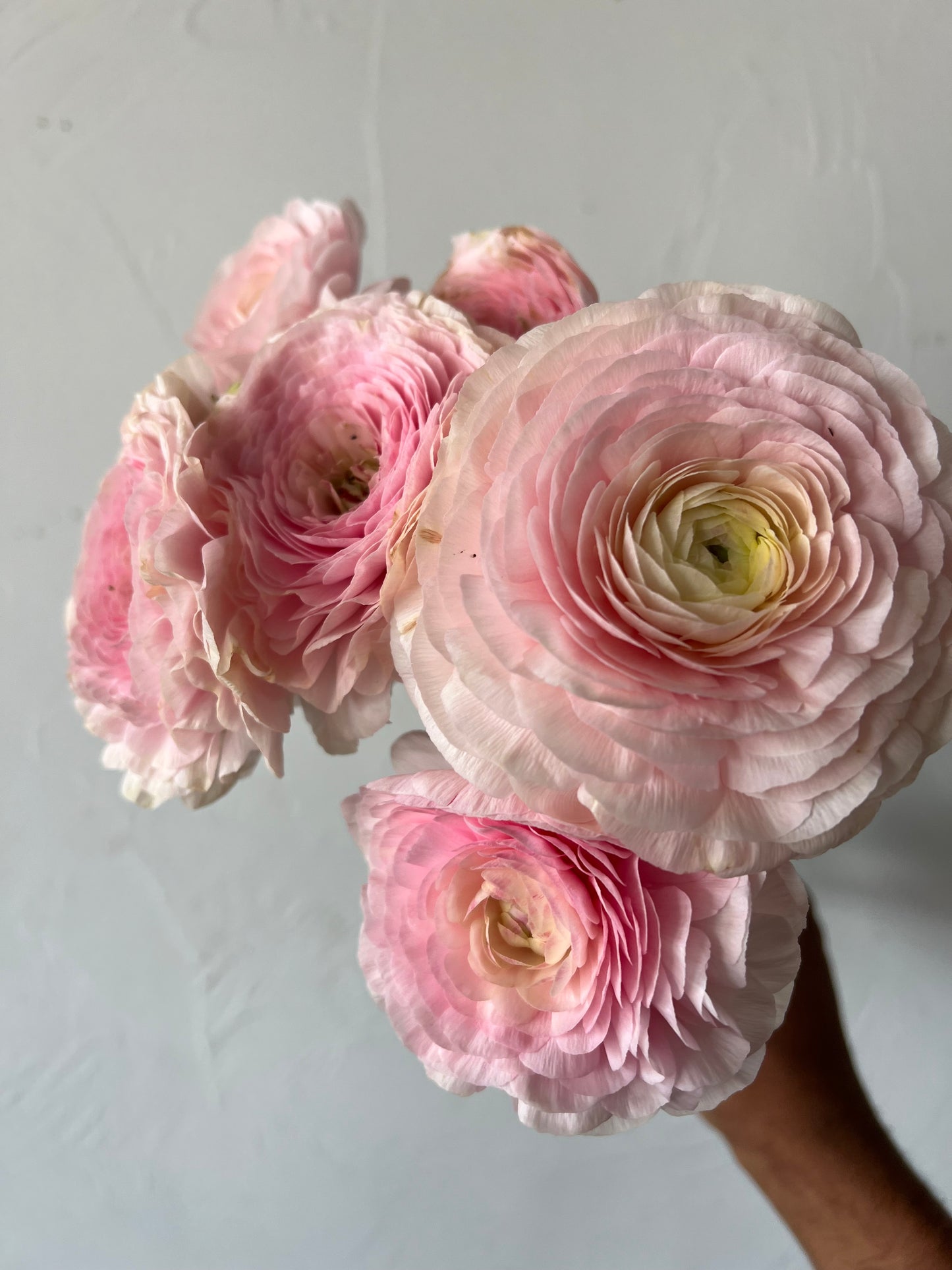 Ranunculus Ginette Pack of 20