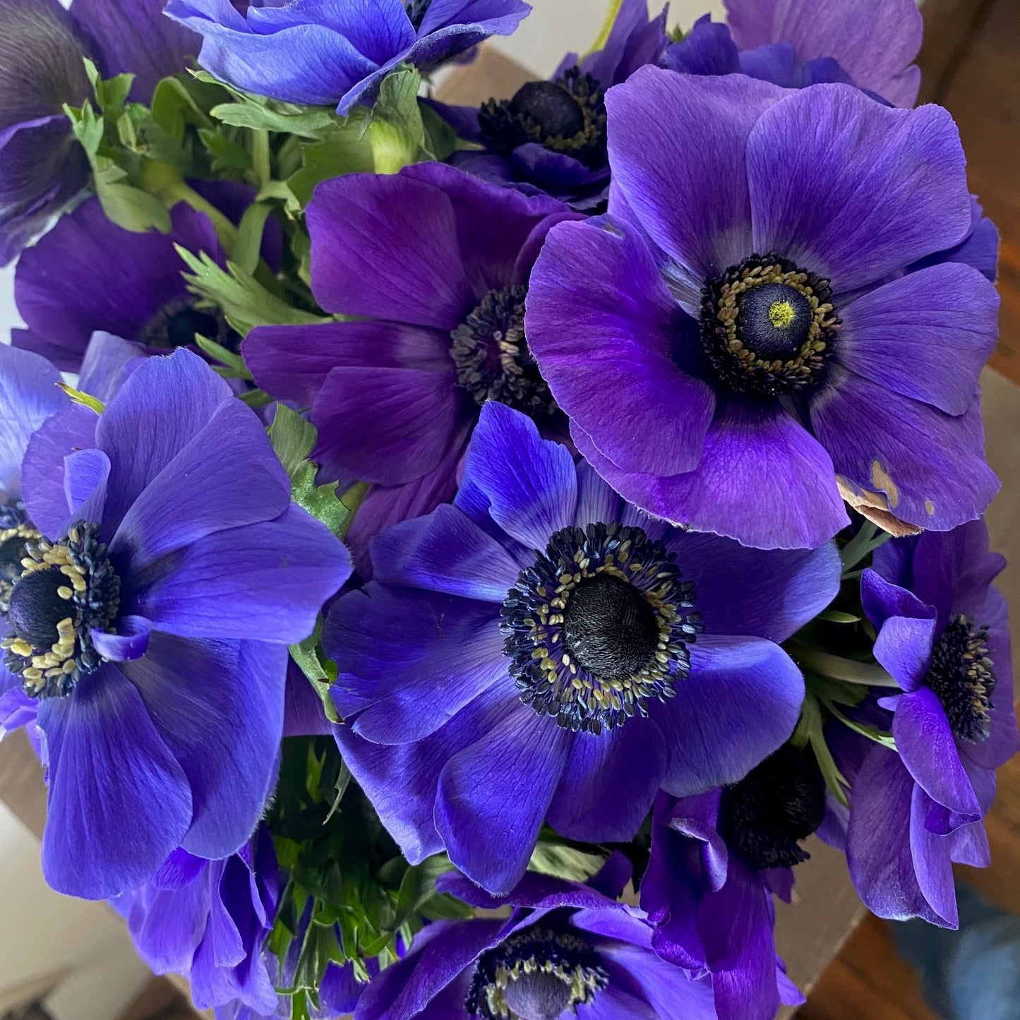 Anemone Blue Pack of 20