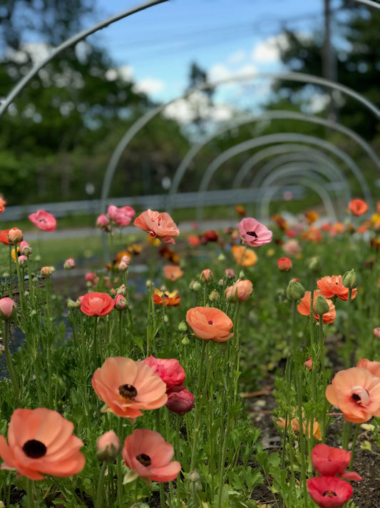 Ranunculus Tecolote Salmon - Pack of 20
