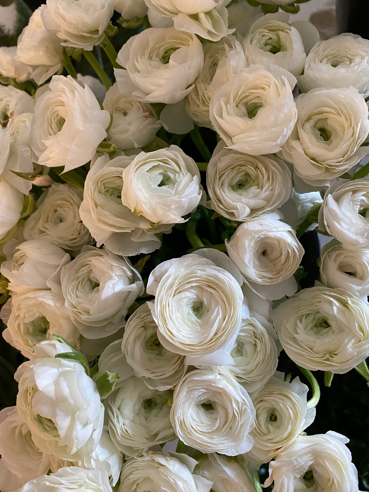 Ranunculus White Pack of 20