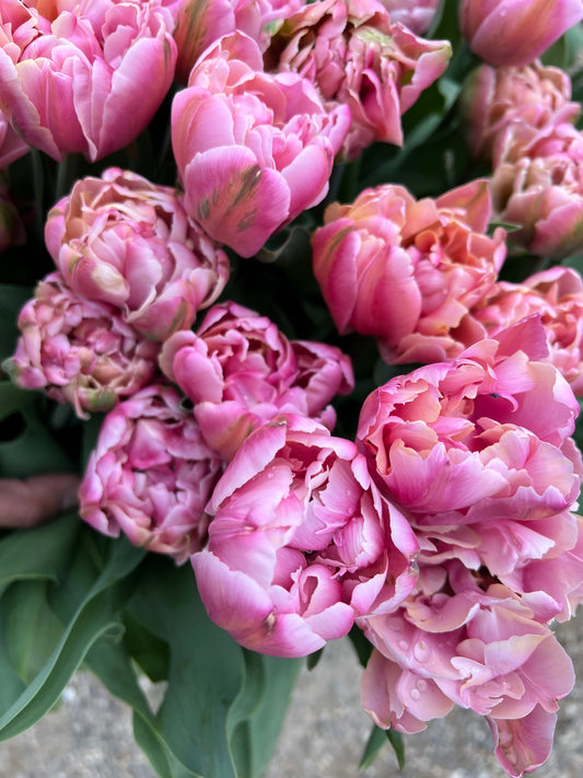 Tulip Pink Star Pack of 20