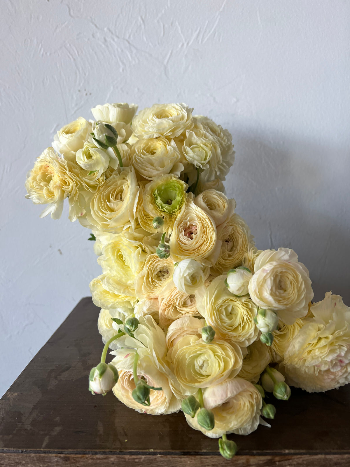 Ranunculus Romance Hydra Pack of 5