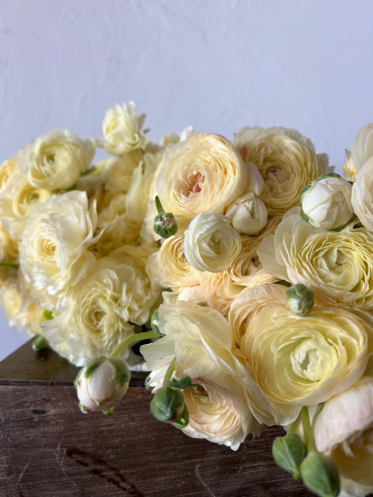 Ranunculus Romance Hydra Pack of 5