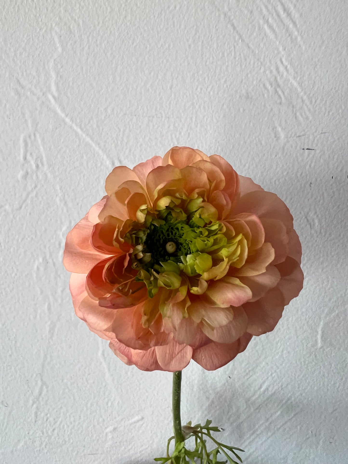 Ranunculus Super Green Salmon Pack of 20