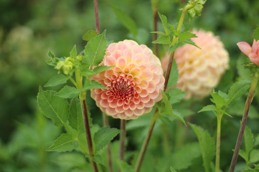 20th Ave Softer Peach
