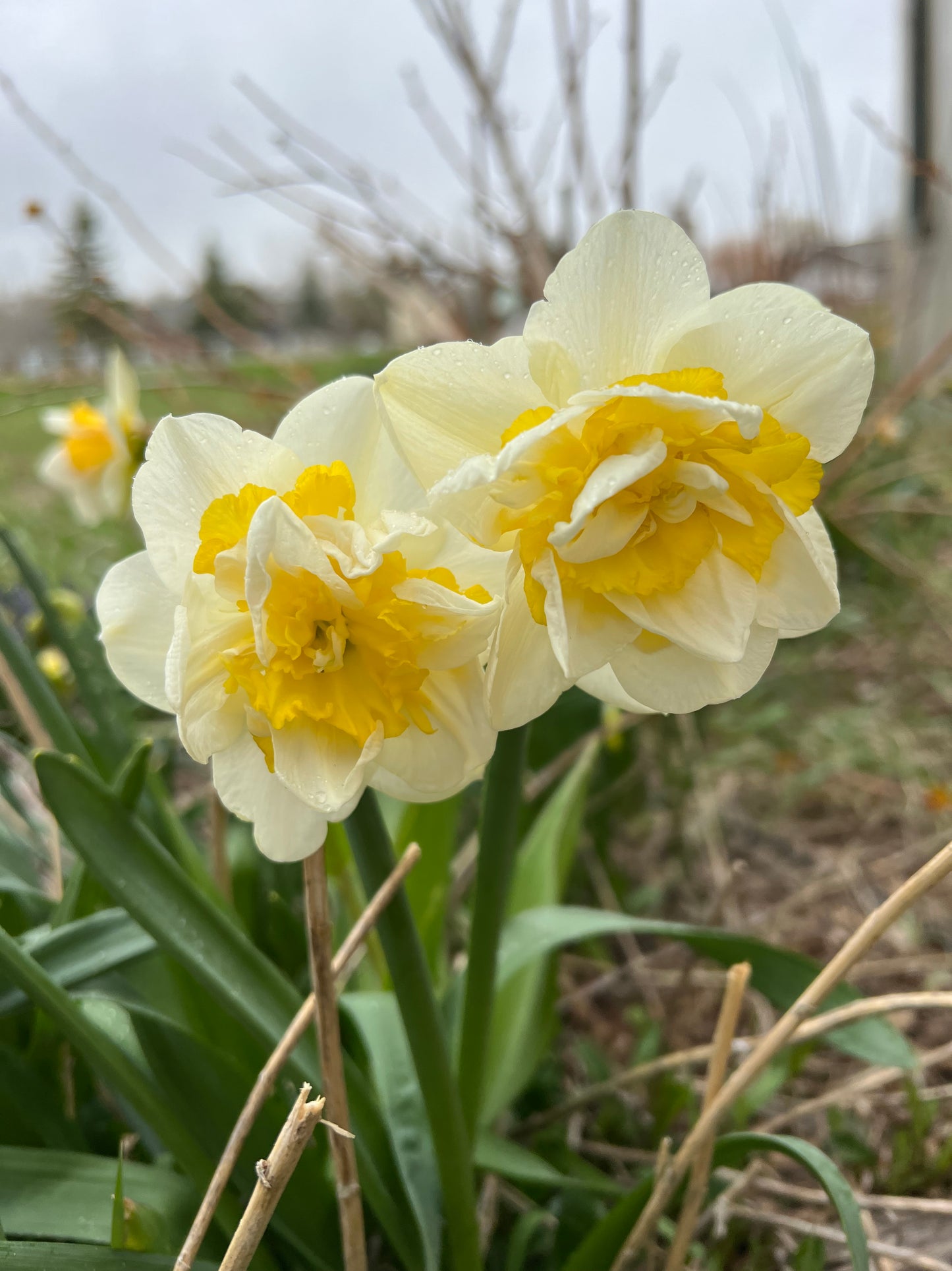 Daffodil Westward Pack of 20