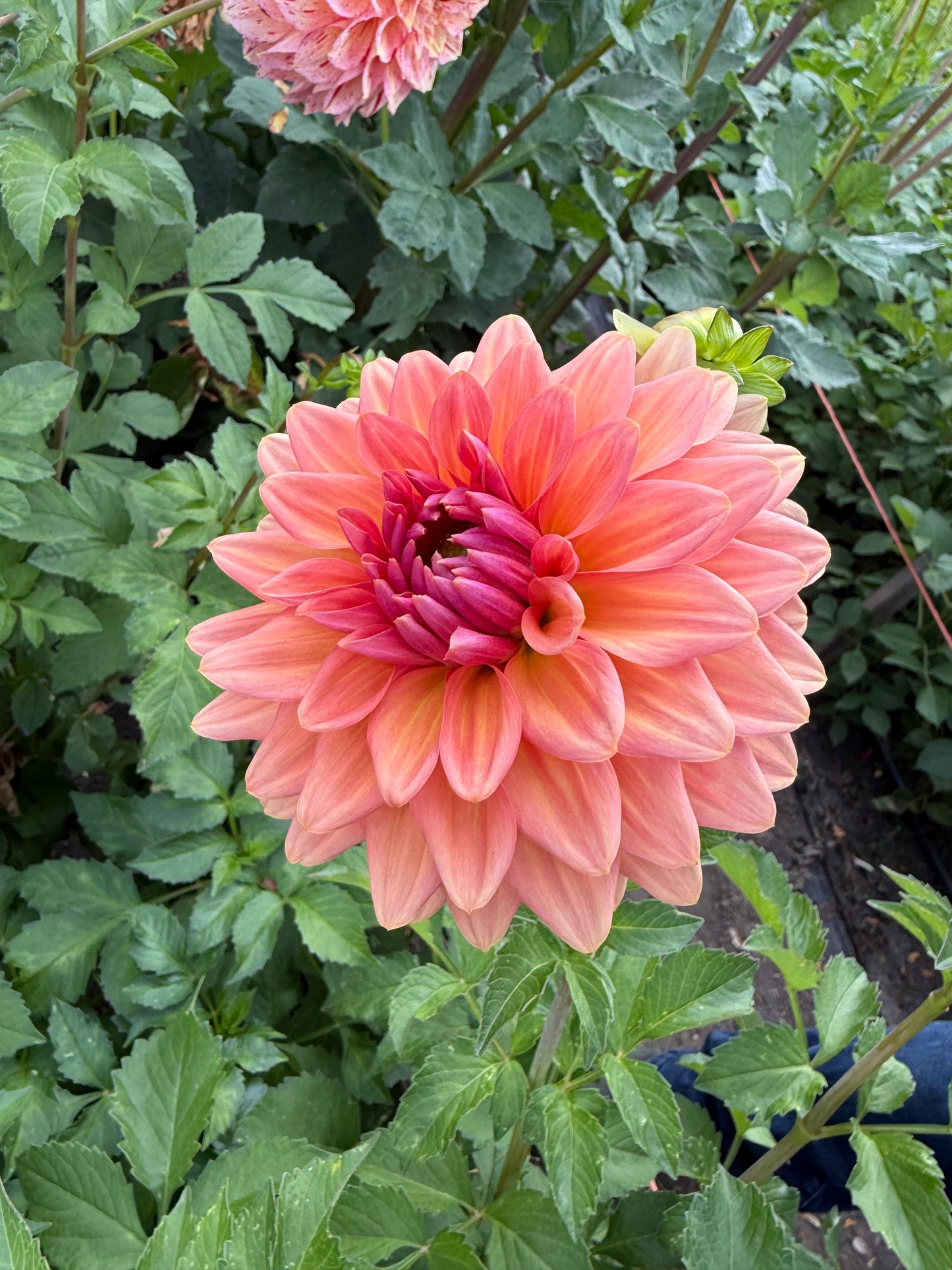 Connecticut Coral