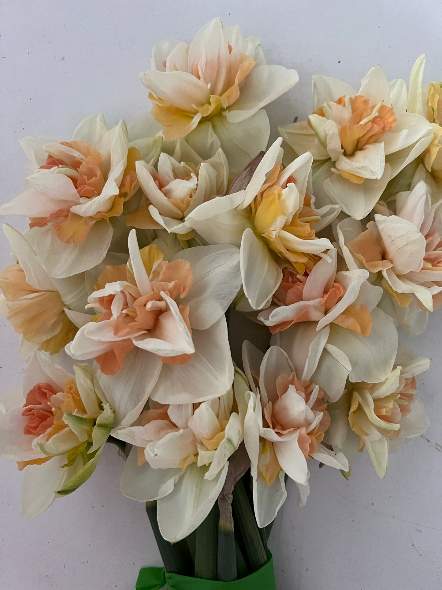 Narcissus Replete Pack of 20