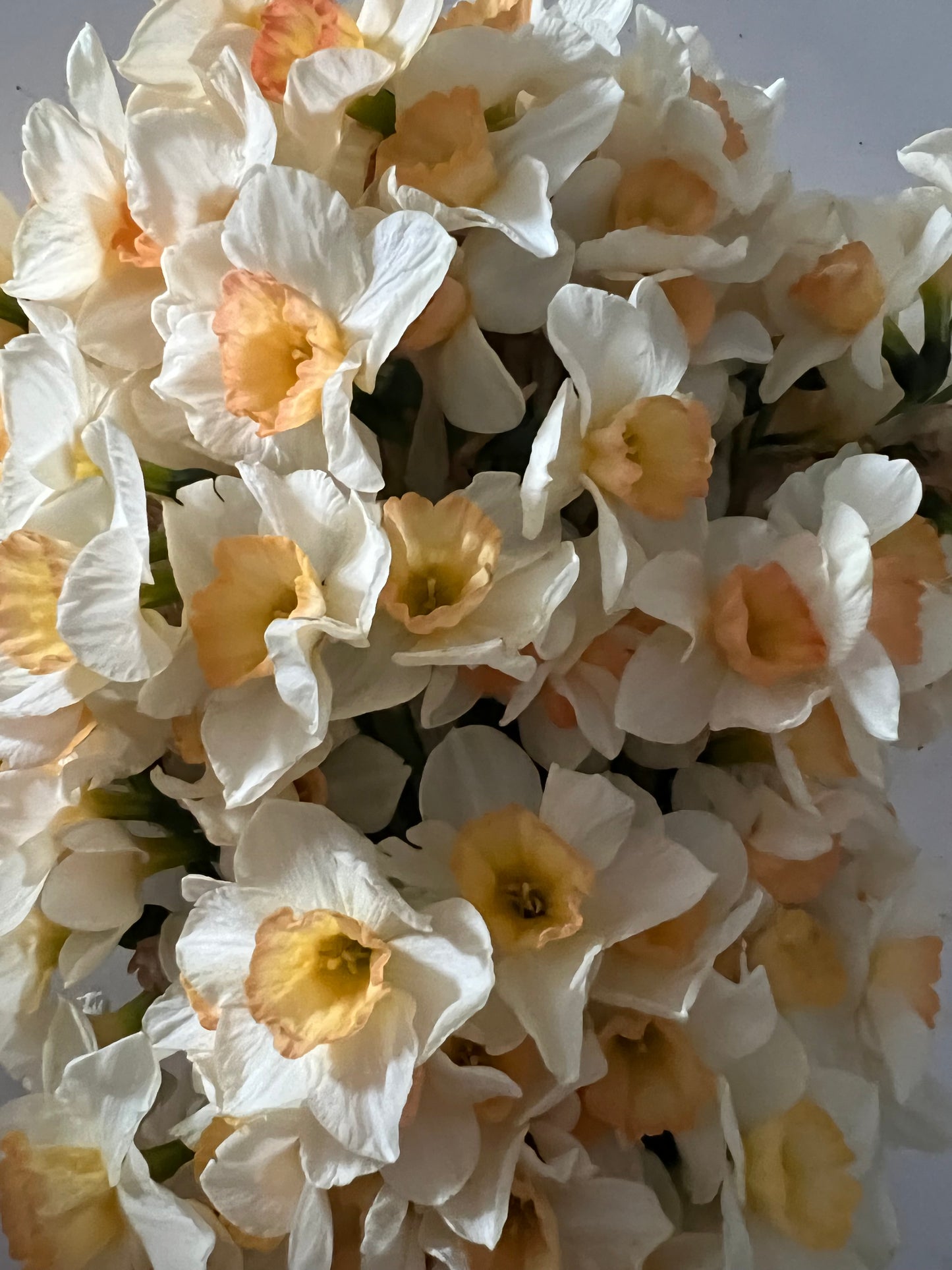 Daffodil Yazz - Pack of 20