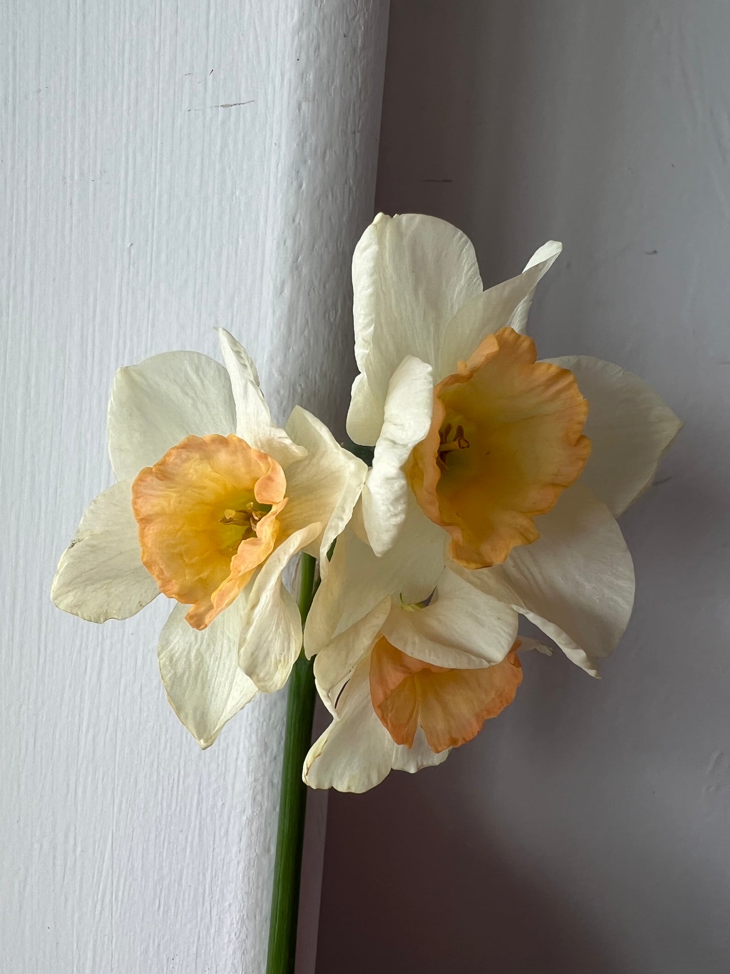 Daffodil Yazz - Pack of 20