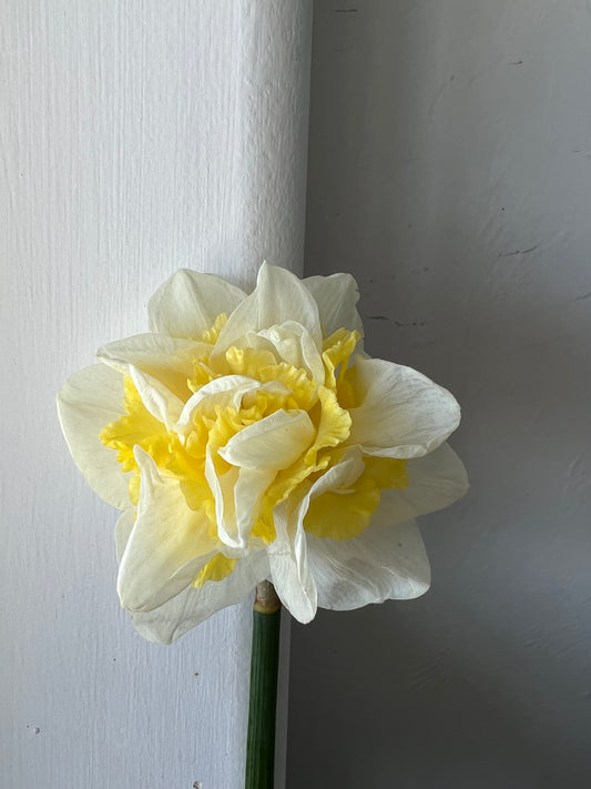 Daffodil Westward Pack of 20