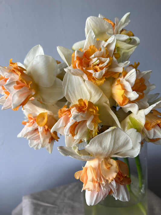 Daffodil Extravaganza Pack of 20