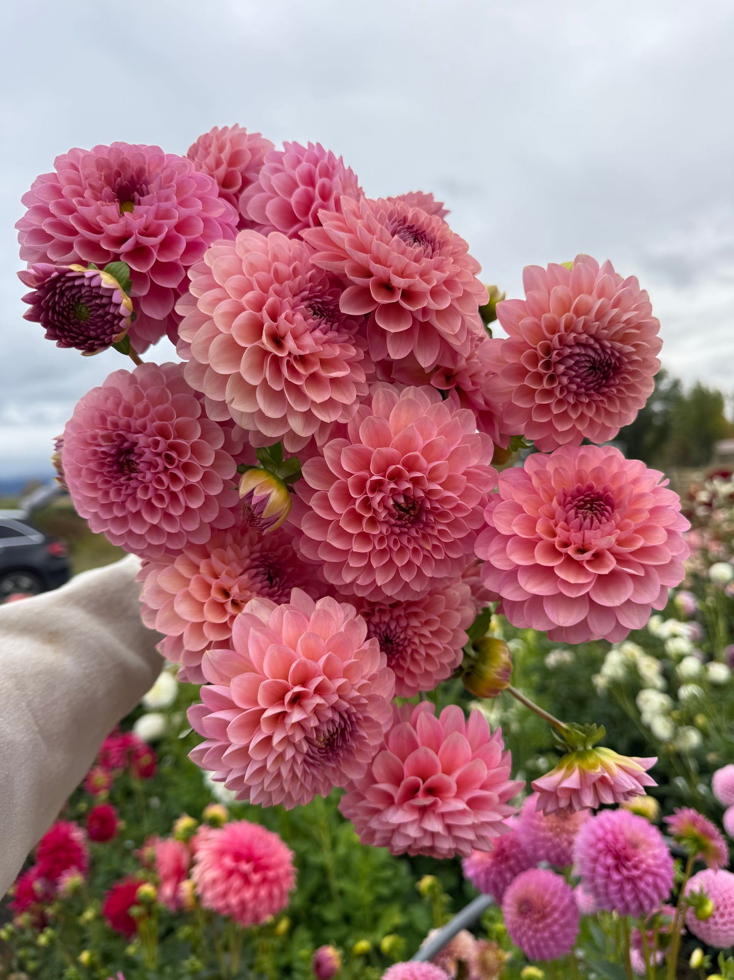 Hamari Rose