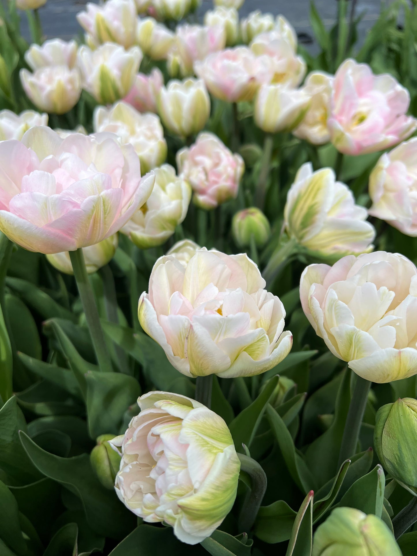 Tulip Finola Pack of 20