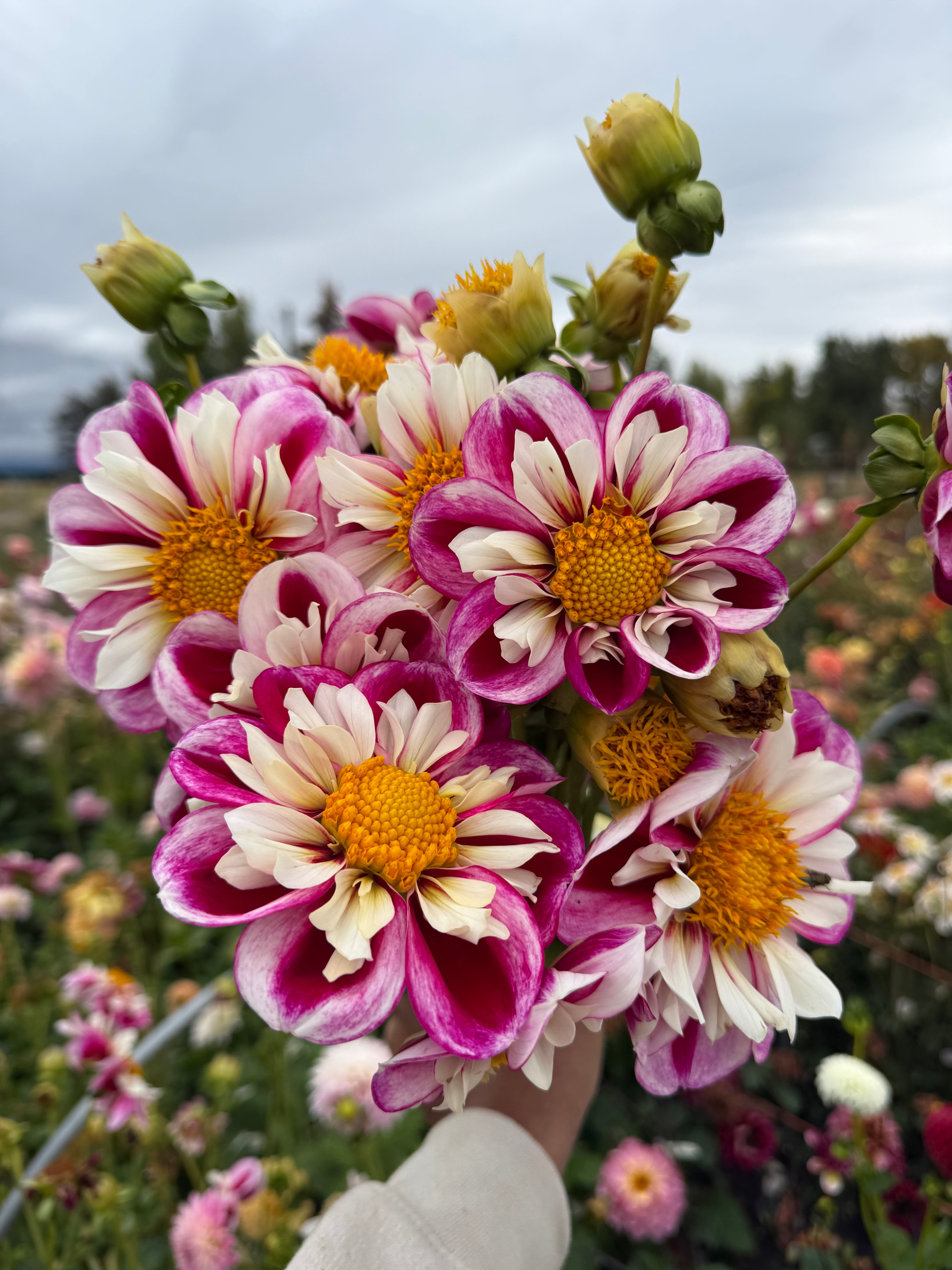 Bumble Rumble – The Flower Hat