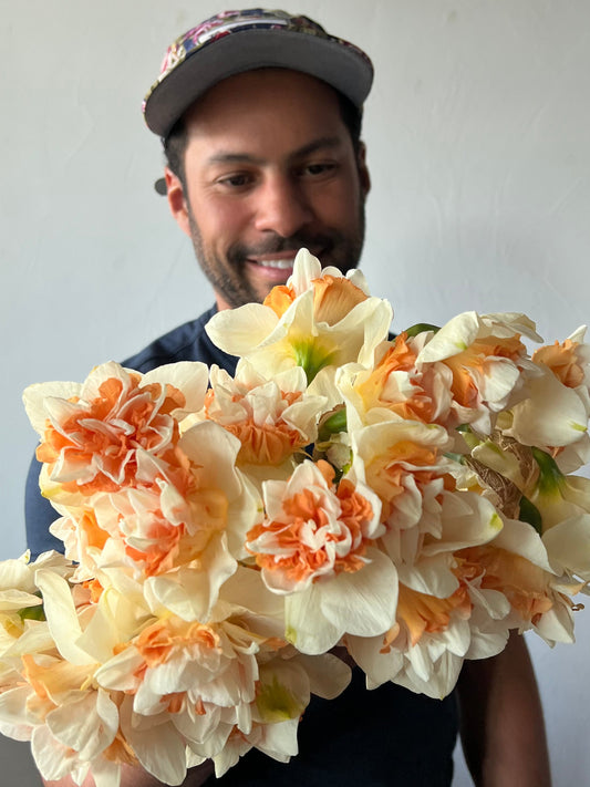 Narcissus Replete Pack of 20