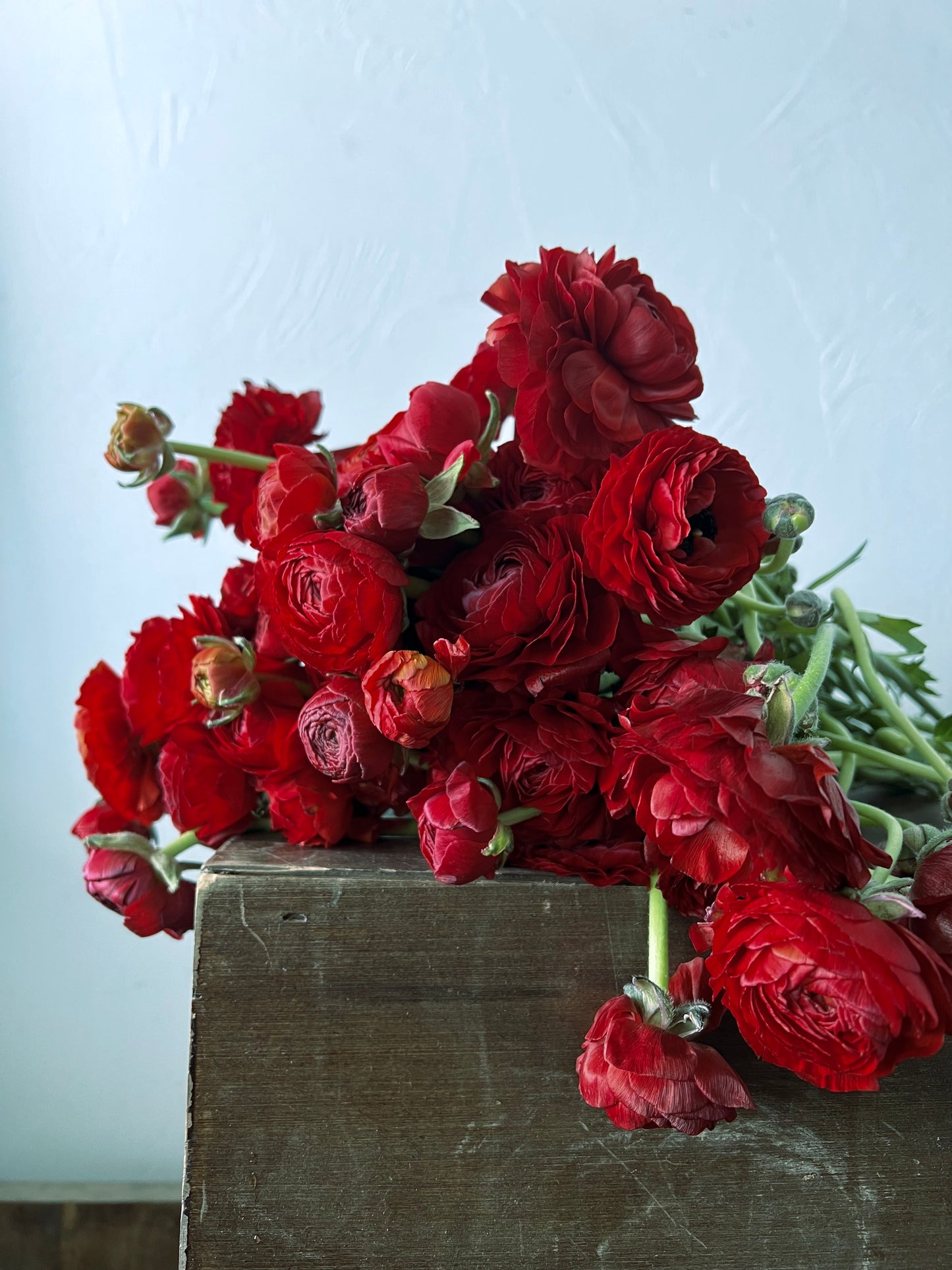 Ranunculus Chocolate Pack of 20