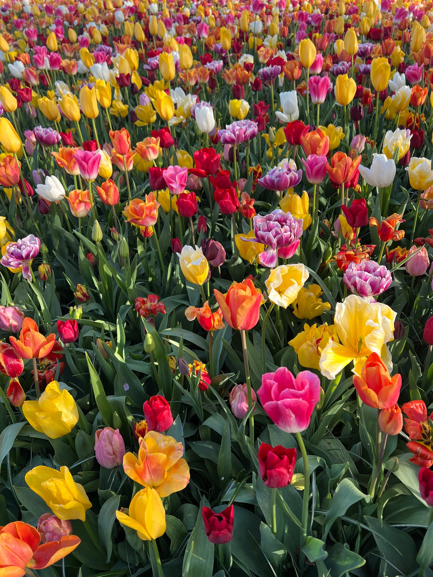 Bundle - Tulip Lover’s 100-Bulb Bundle (5 Labeled Packs × 20)