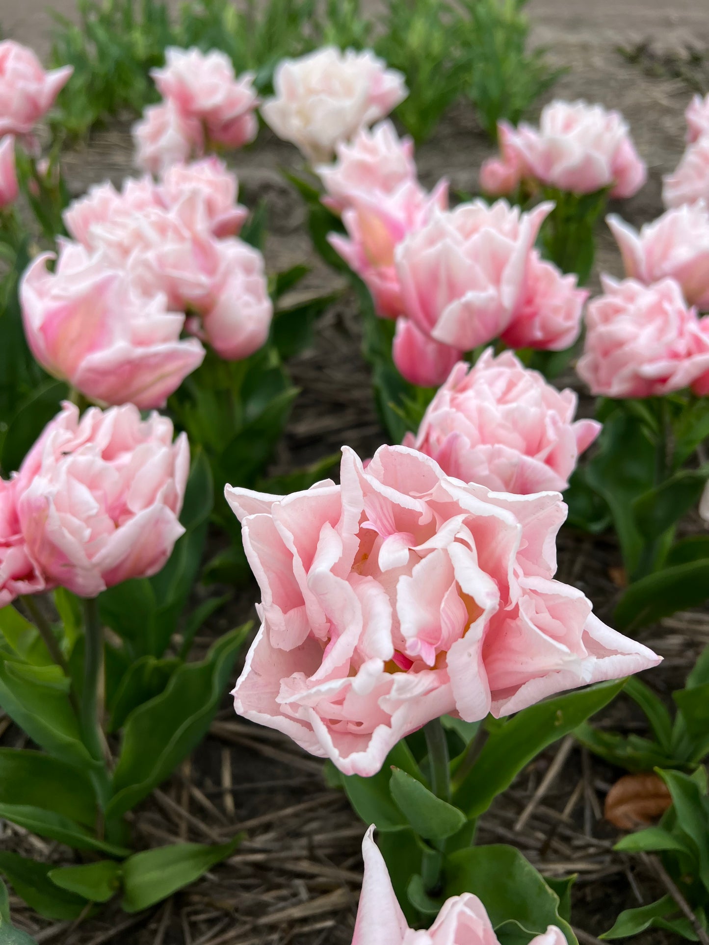 Tulip Dreamer -  Pack of 20