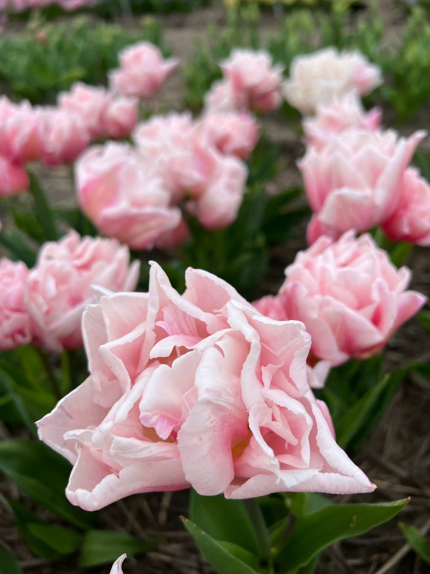 Tulip Dreamer -  Pack of 20