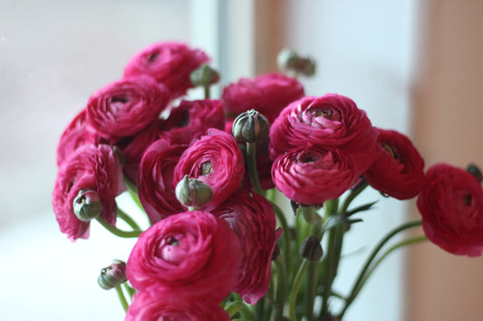 Ranunculus BonBon - Pack of 20