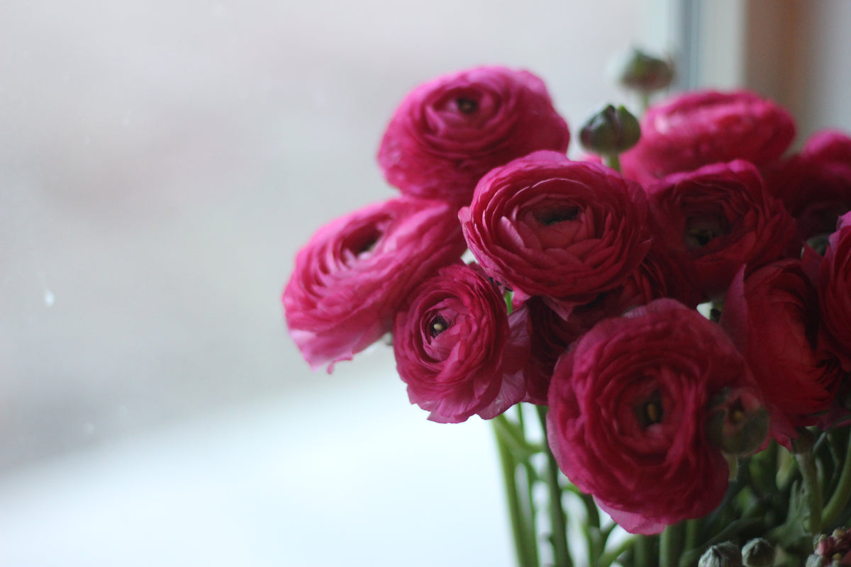 Ranunculus BonBon - Pack of 20