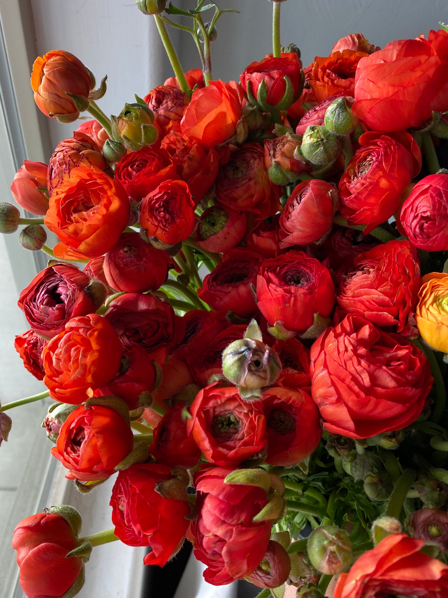 Ranunculus Dark Orange Pack of 20