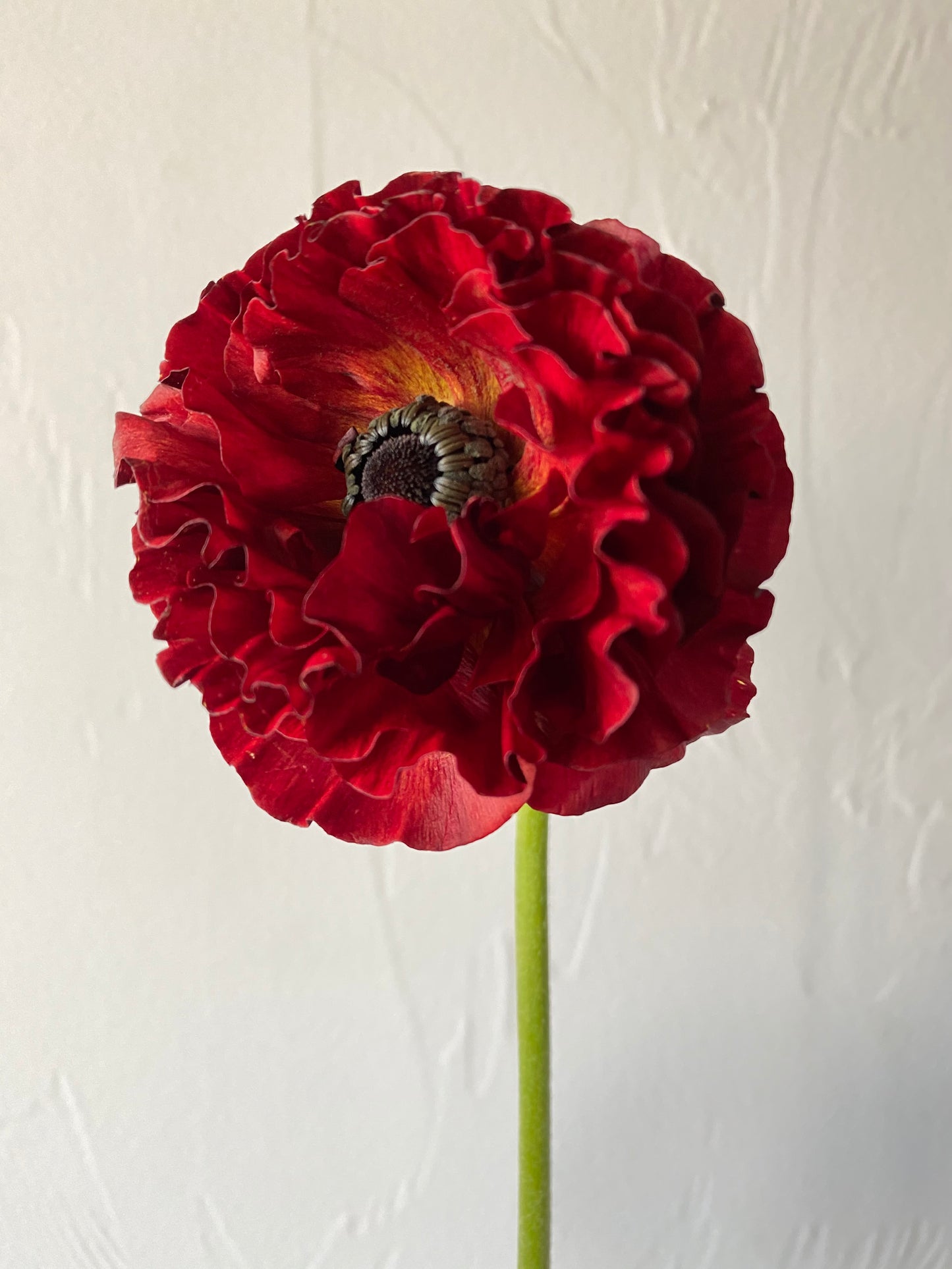 Ranunculus Chocolate Pack of 20