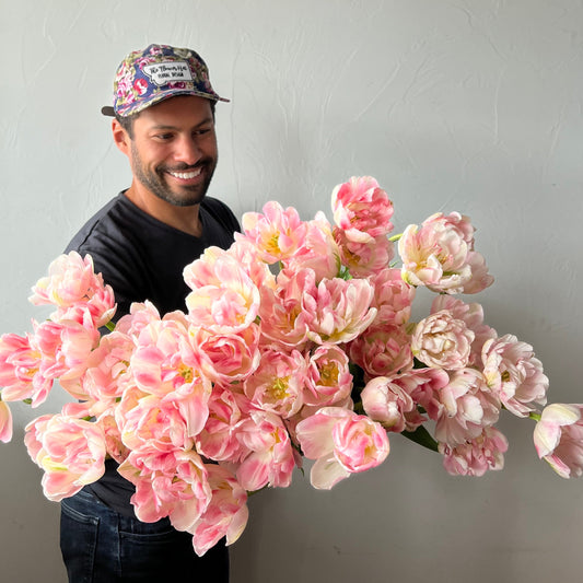 Tulip Finola Pack of 20