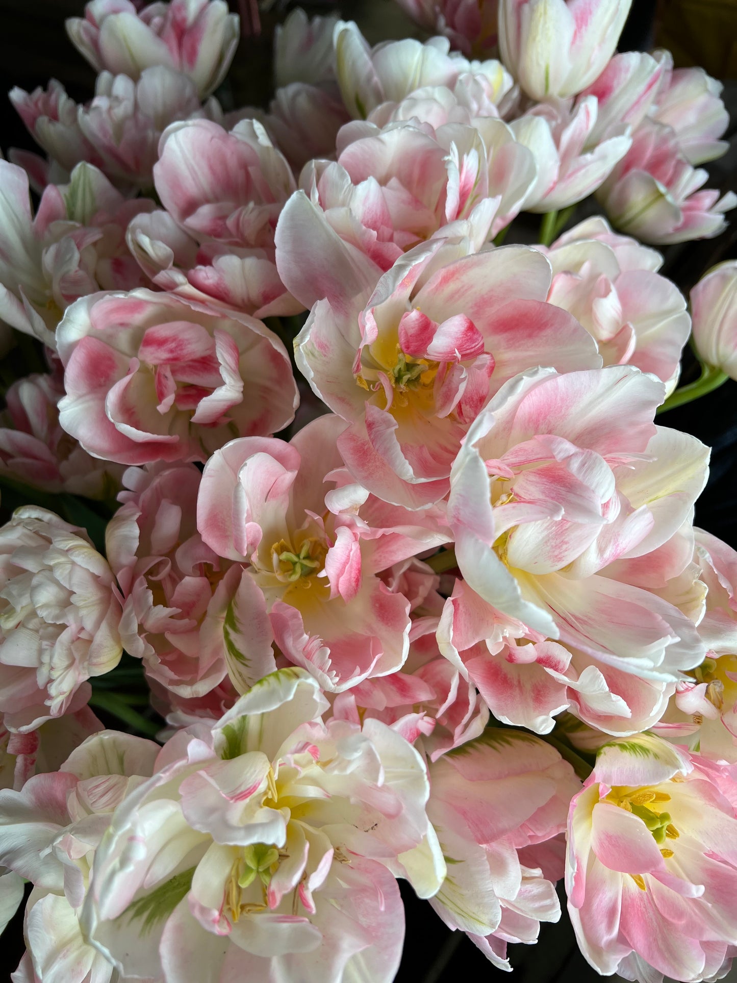 Tulip Finola Pack of 20