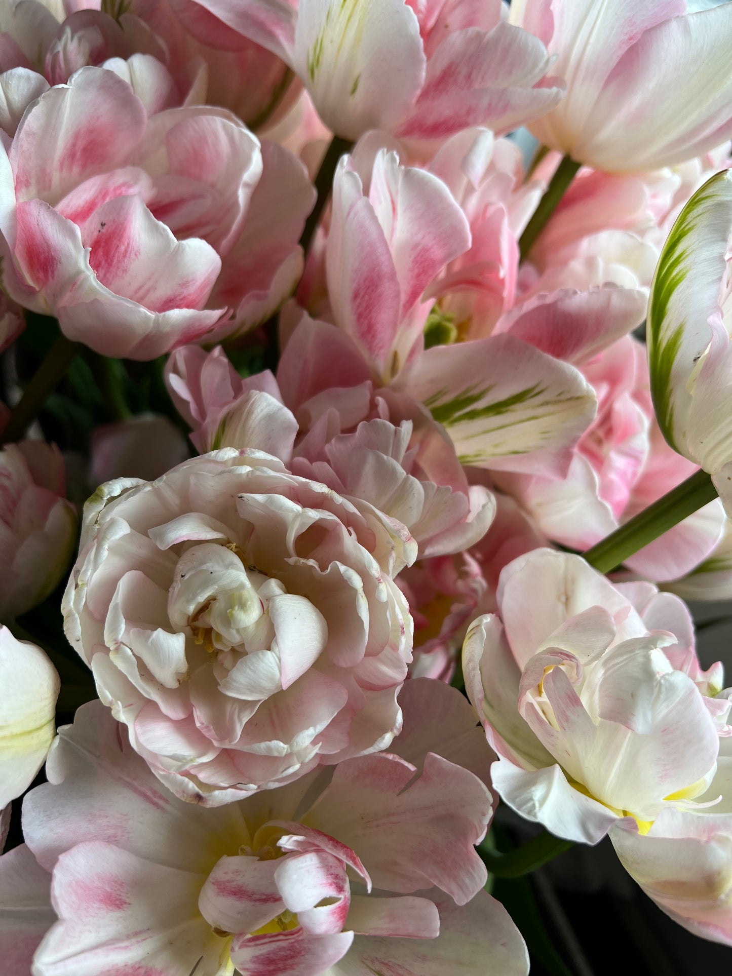 Tulip Finola Pack of 20