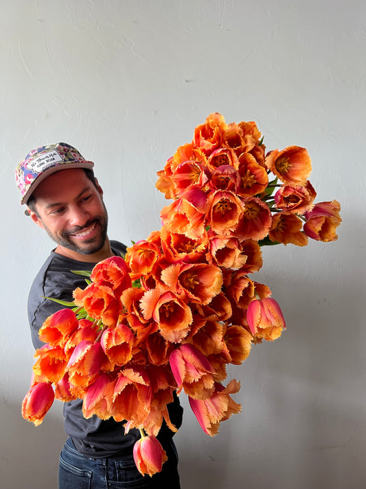 Tulip Lambada - Pack of 20