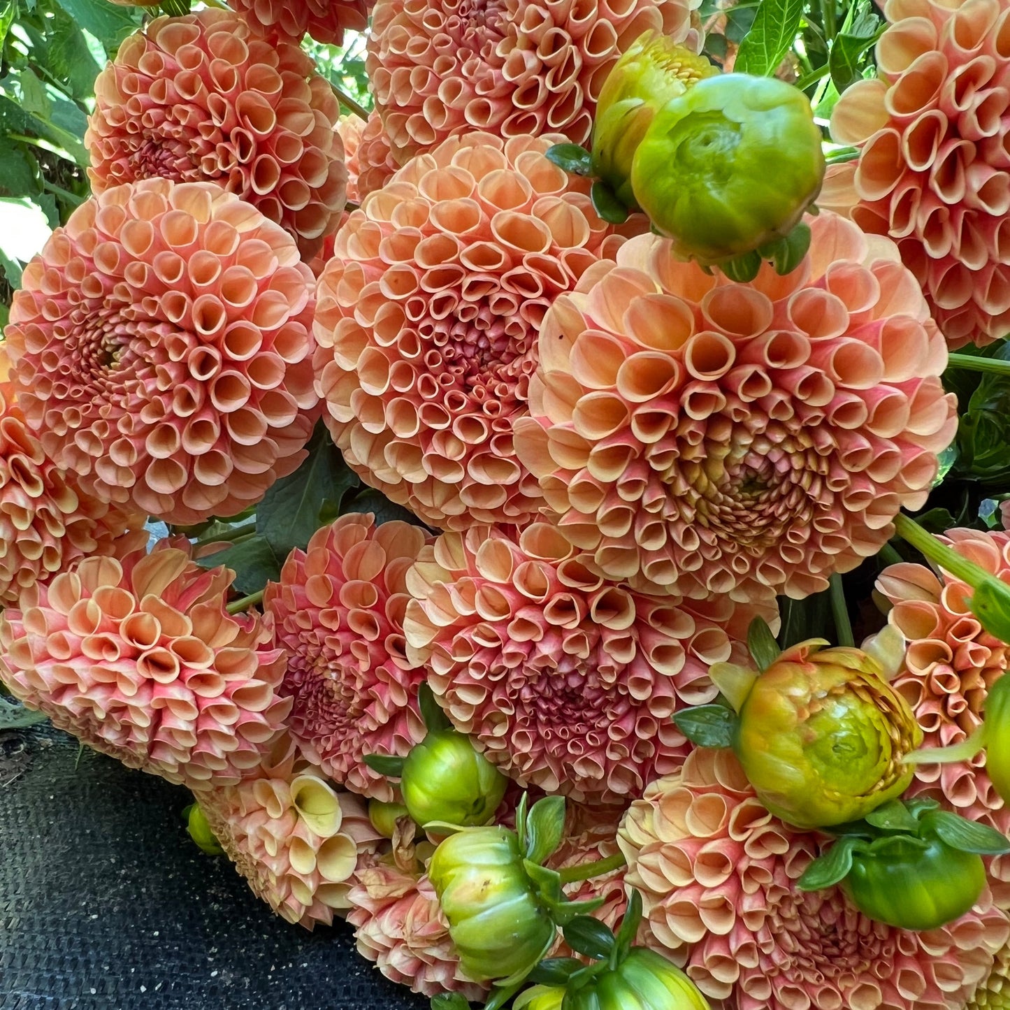 Amber Queen