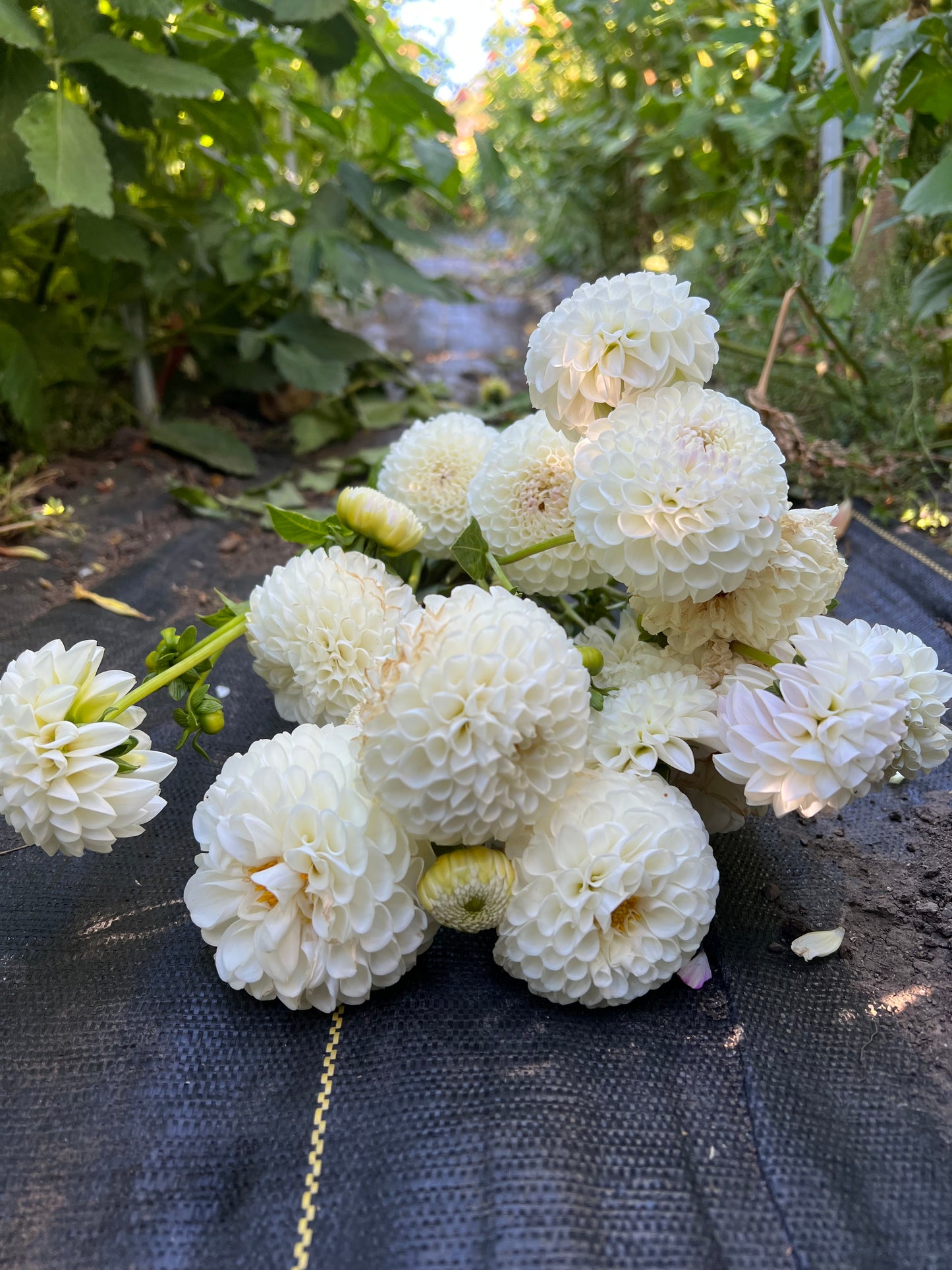 Hollyhill Miss White