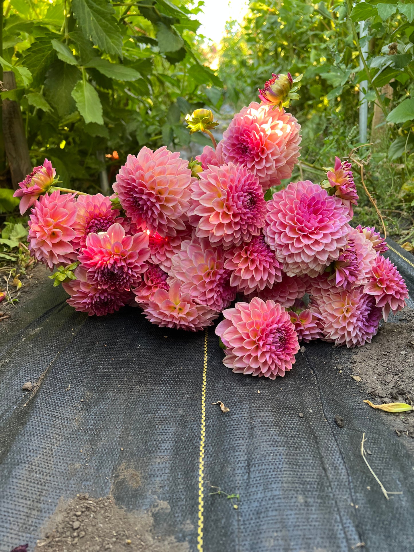 Pink Suffusion