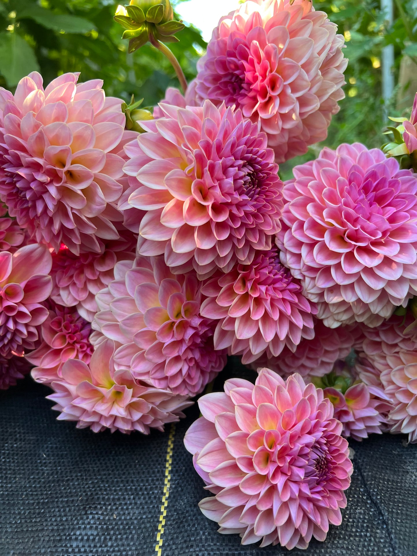 Pink Suffusion