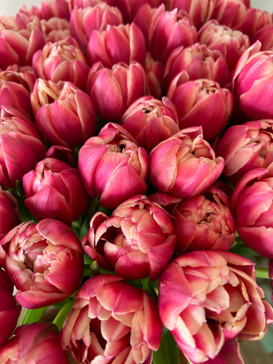 Tulip Columbus Pack of 20