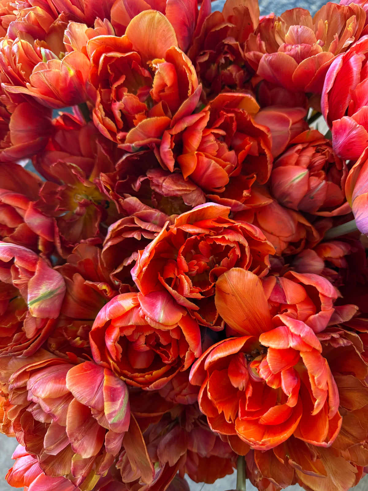 Tulip Caracas - Pack of 20