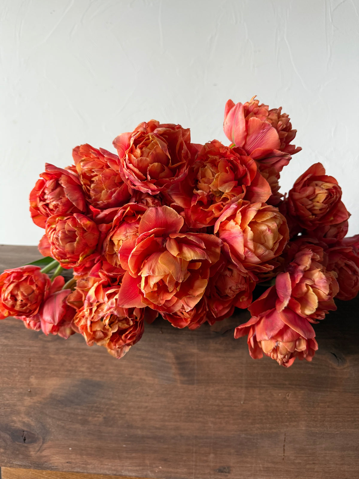Tulip Caracas - Pack of 20